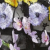 Eden Black Floral