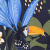 Sierra Tropical Print
