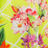 Splendeur Lime